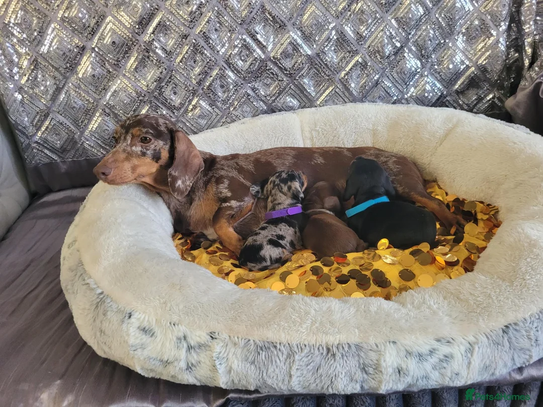 Miniature Dachshund dogs for sale: 🐶 3Miniature duschund puppies 🐶 - Advert 1