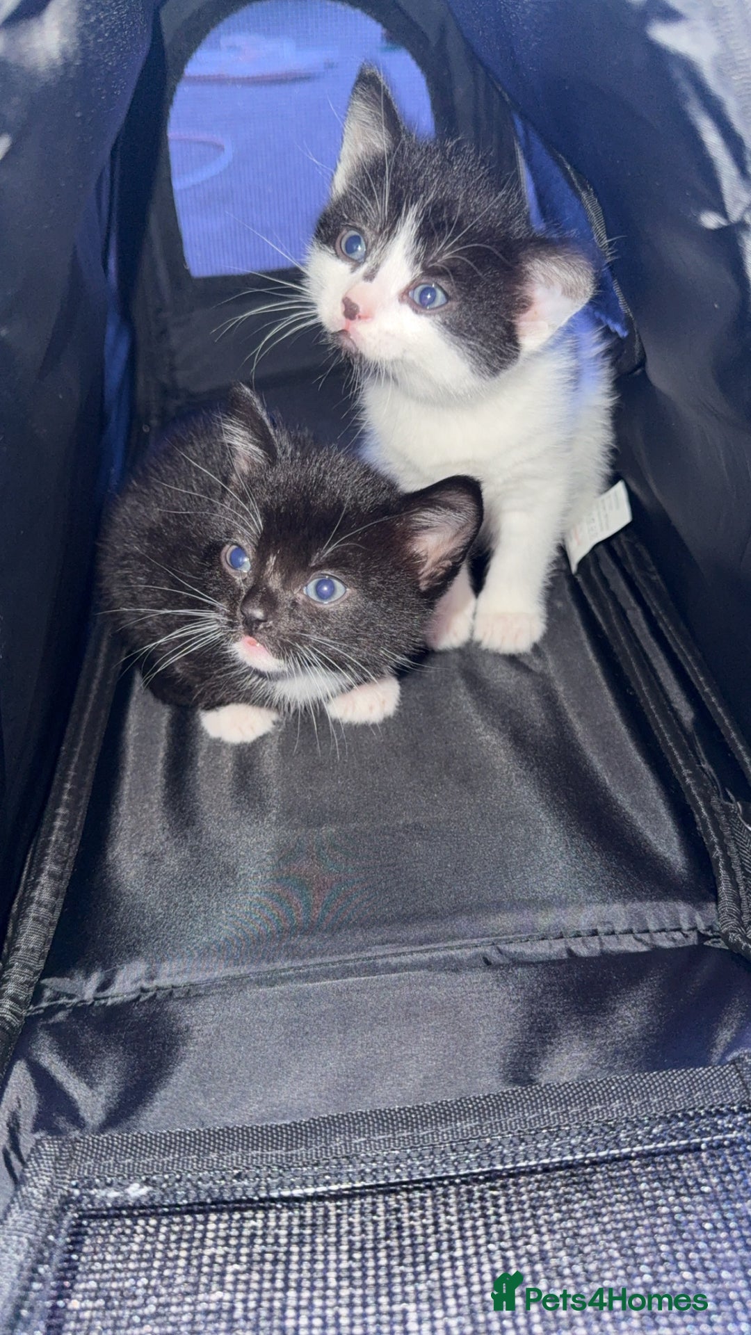 Mixed Breed cats for sale: Two young kittens for sale  - Advert 1