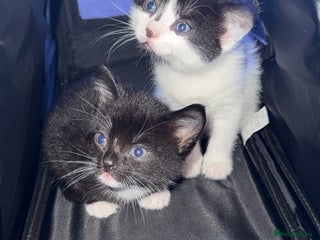 Mixed Breed cats Two young kittens for sale - Advert 2
