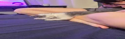 Maine Coon cats for sale: Half mainecoon with accessories  in Northampton - Advert 5