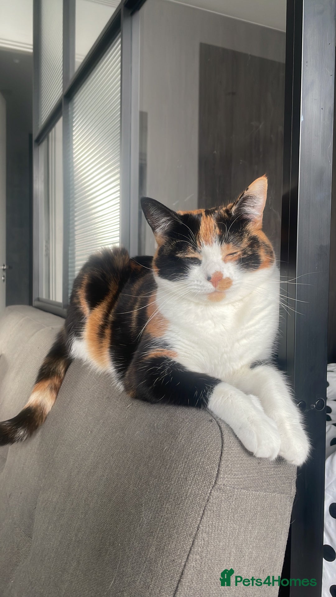 Domestic Shorthair cats for sale: FIONA NEEDS A NEW HOME ASAP - Advert 1