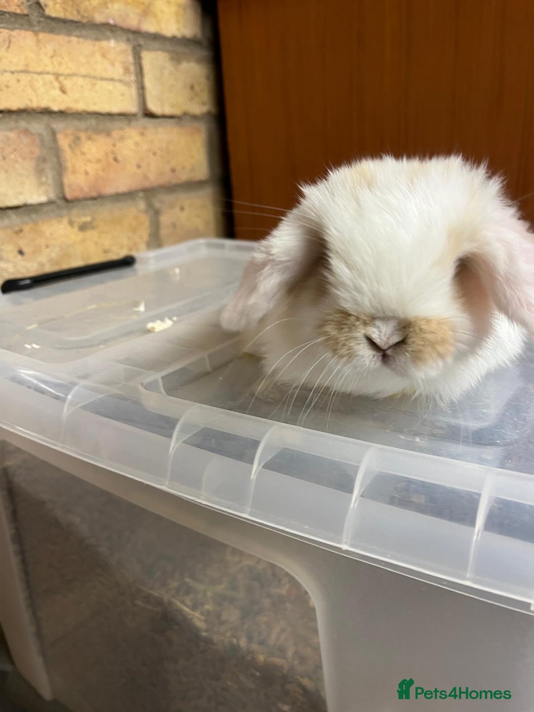 Mini Lop rabbits for sale: Beautiful baby pure bred mini lops  - Advert 12