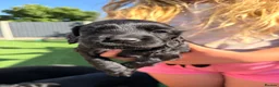 Cocker Spaniel dogs for sale: 7 BEAUTIFUL WORKING SPANIELS 🐶🐾 - Advert 16