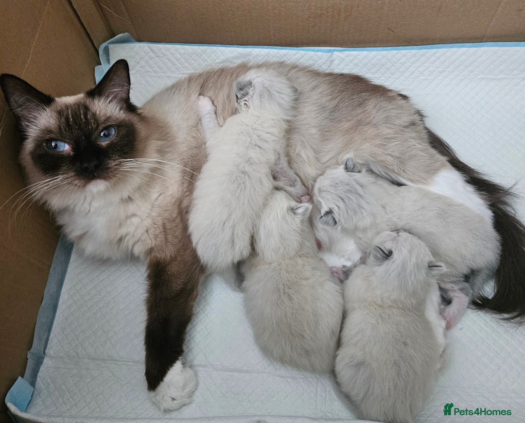Ragdoll cats for sale: Stunning Ragdoll kittens  - Image 18