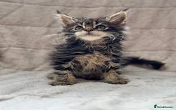 Maine Coon cats for sale: Gorgeous Black Tabby Mainecoon Kitten  - Image 7