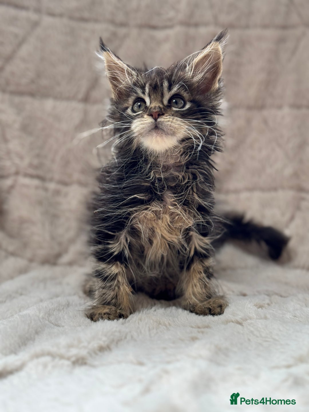 Maine Coon cats for sale: Gorgeous Black Tabby Mainecoon Kitten  - Image 7