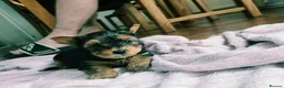 Yorkshire Terrier dogs for sale: Yorkshire Terrier puppies for sale in Thames Ditton - Advert 13