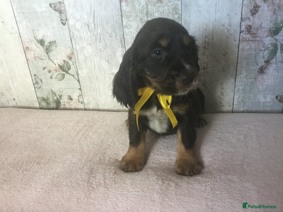 Cocker Spaniel dogs for sale: Adorable, Social, Confident KC reg Cocker pups - Image 21