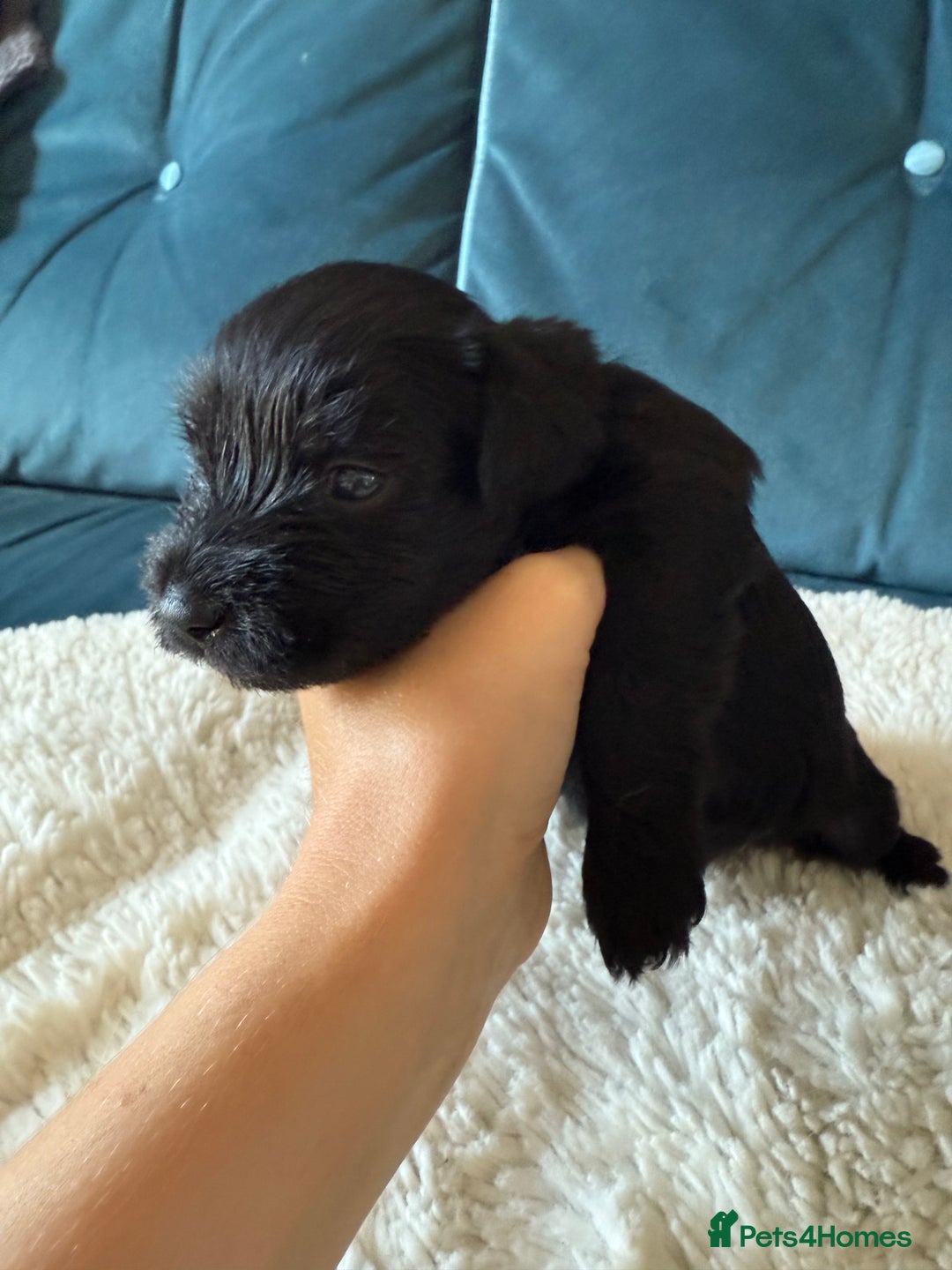 Miniature Schnauzer dogs for sale: Beautiful litter of Miniature Shnauzers  - Image 16