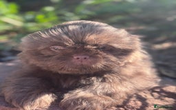 Shih Tzu dogs for sale: Shihtzus lilacs 5* KC REGISTERED - Image 1