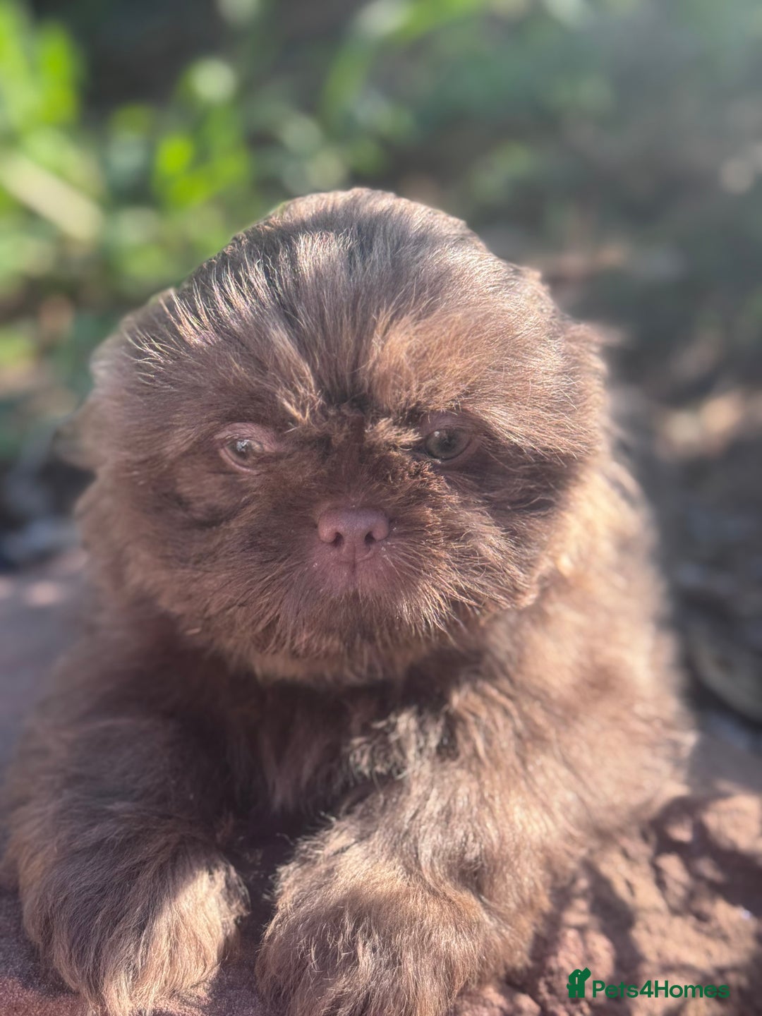 Shih Tzu dogs for sale: Shihtzus lilacs 5* KC REGISTERED - Image 1