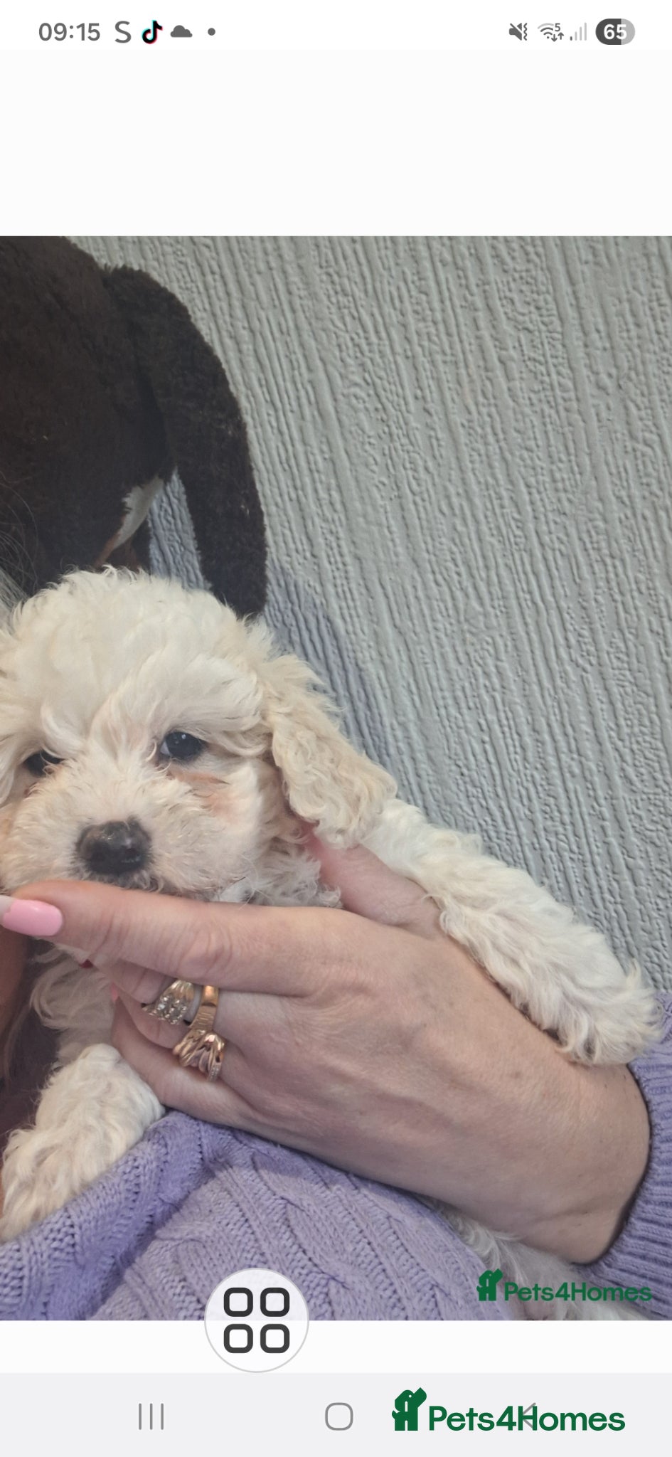Maltese dogs Bishon maltese - Advert 13