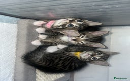 Bengal cats for sale: Bengal/Tabby - Image 1