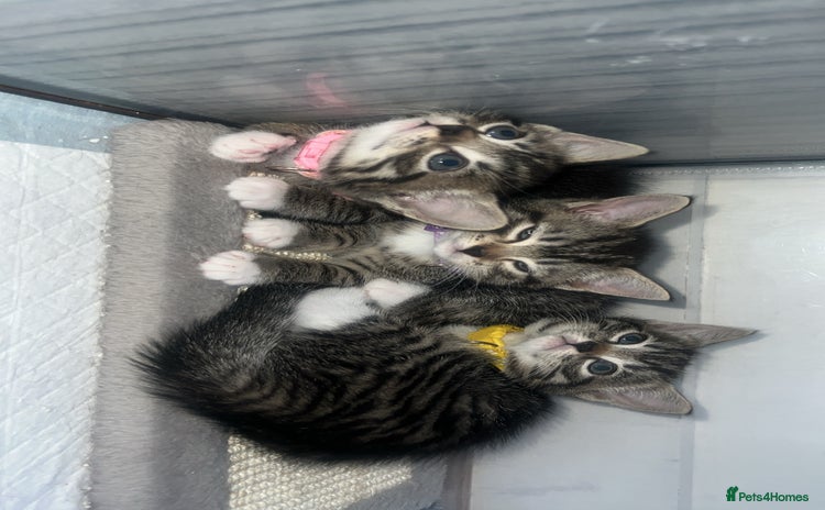 Bengal cats - Advert 5