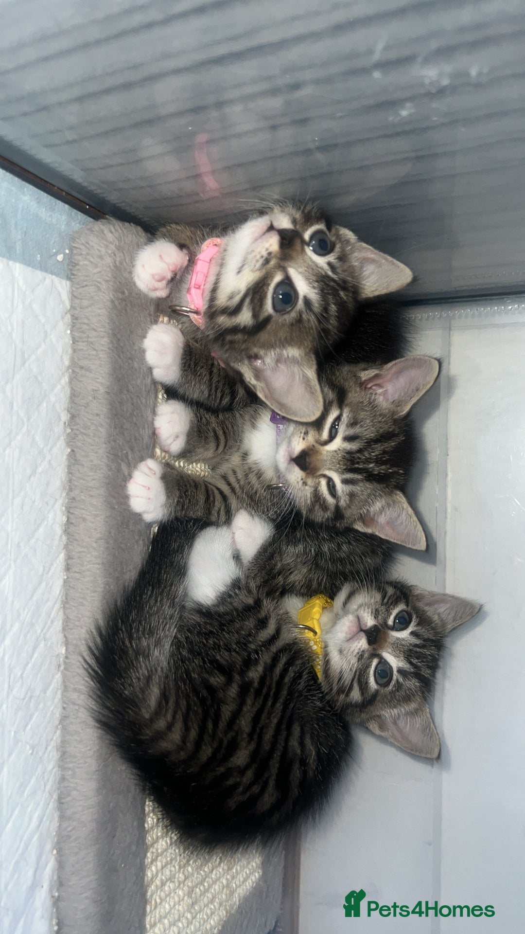 Bengal cats for sale: Bengal/Tabby - Image 1