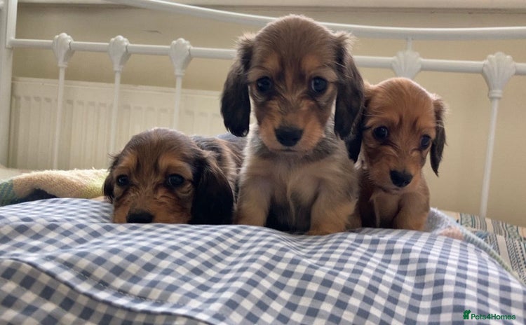 Miniature Dachshund dogs - Advert 7