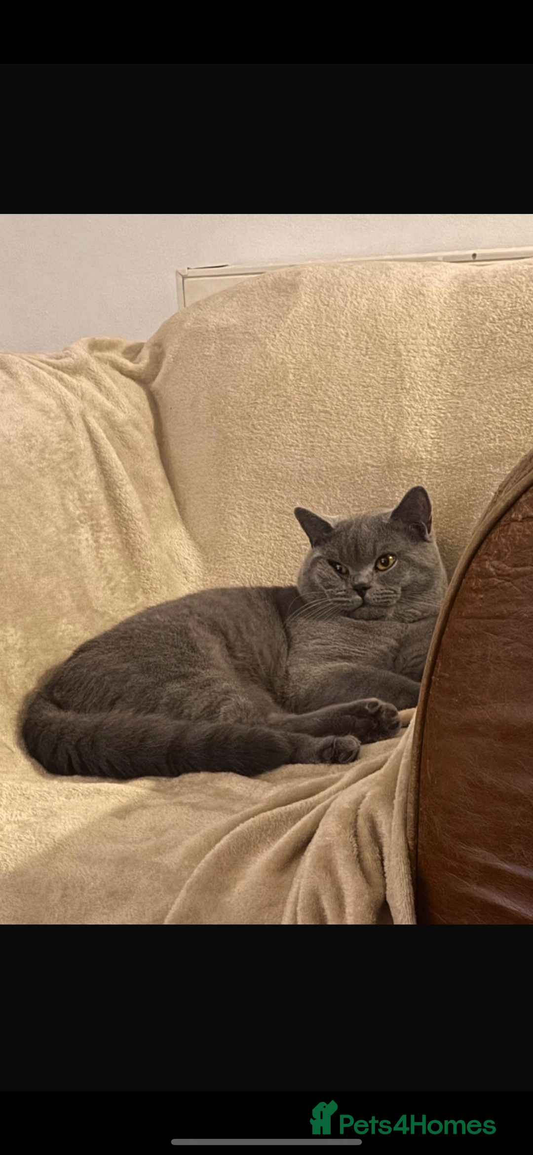 British Shorthair cats for sale: GCCF REG PURE BLUE PEDIGREE BSH ACTIVE BOY - Advert 3