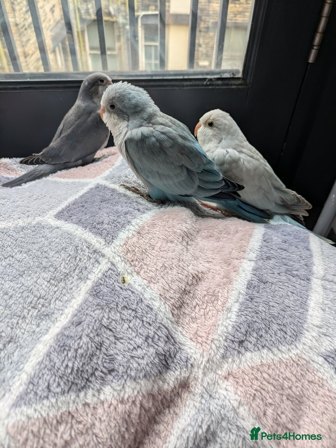 Parakeets birds for sale: Tamed hand reared baby Quaker parrots DNA tested  - Image 17