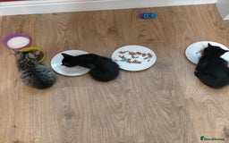 Mixed Breed cats for sale: Black male kittens X2  - Image 4