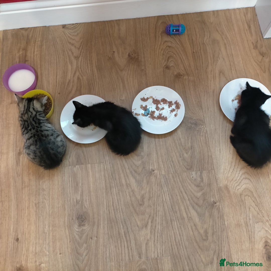 Mixed Breed cats for sale: Black male kittens X2  - Image 4