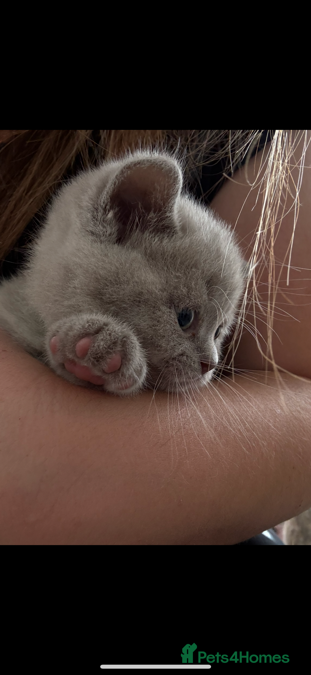British Shorthair cats for sale: Champion British short hair chunky kittens*unique* - Image 3