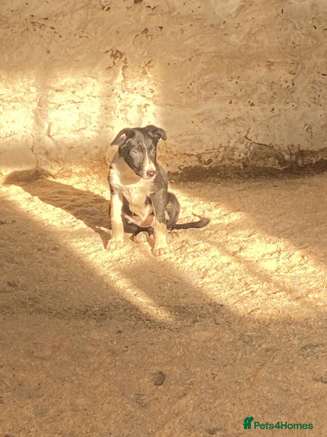 Border Collie dogs for sale: Peppa  - Image 4