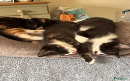 Mixed Breed cats for sale: 3 adorable kittens ready for their forever homes - Image 6