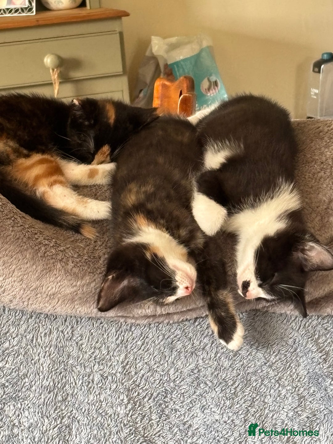 Mixed Breed cats for sale: 3 adorable kittens ready for their forever homes - Image 6