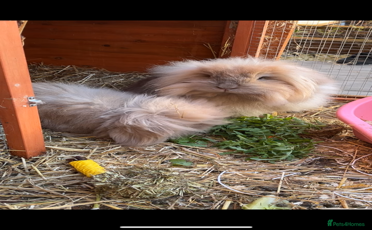 Mini Lion Lop rabbits - Advert 3