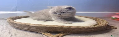 British Shorthair Kitten 3