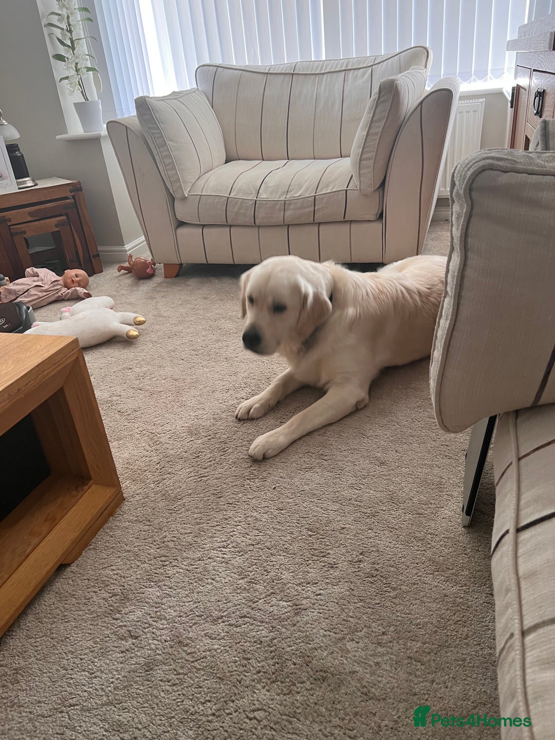 Golden Retriever dogs for sale: Male Golden Retriever  - Image 4