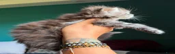 Maine Coon cats for sale: Maine Coons with Tests, Papers, Vet Checks & Vacc. - Advert 3