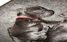 Springador dogs for sale: Springador Puppies - Image 5