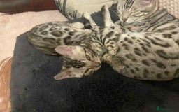 Bengal cats for sale: Silver bengals - Image 1