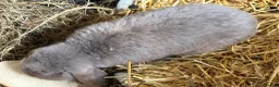 Mixed Breed rabbits for sale: Gorgeous grey bunnies  - Advert 7