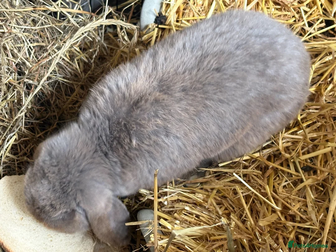 Mixed Breed rabbits for sale: Gorgeous grey bunnies  - Advert 7