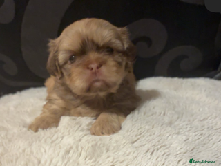 Shih Tzu dogs Shih Tzus puppies - Advert 1