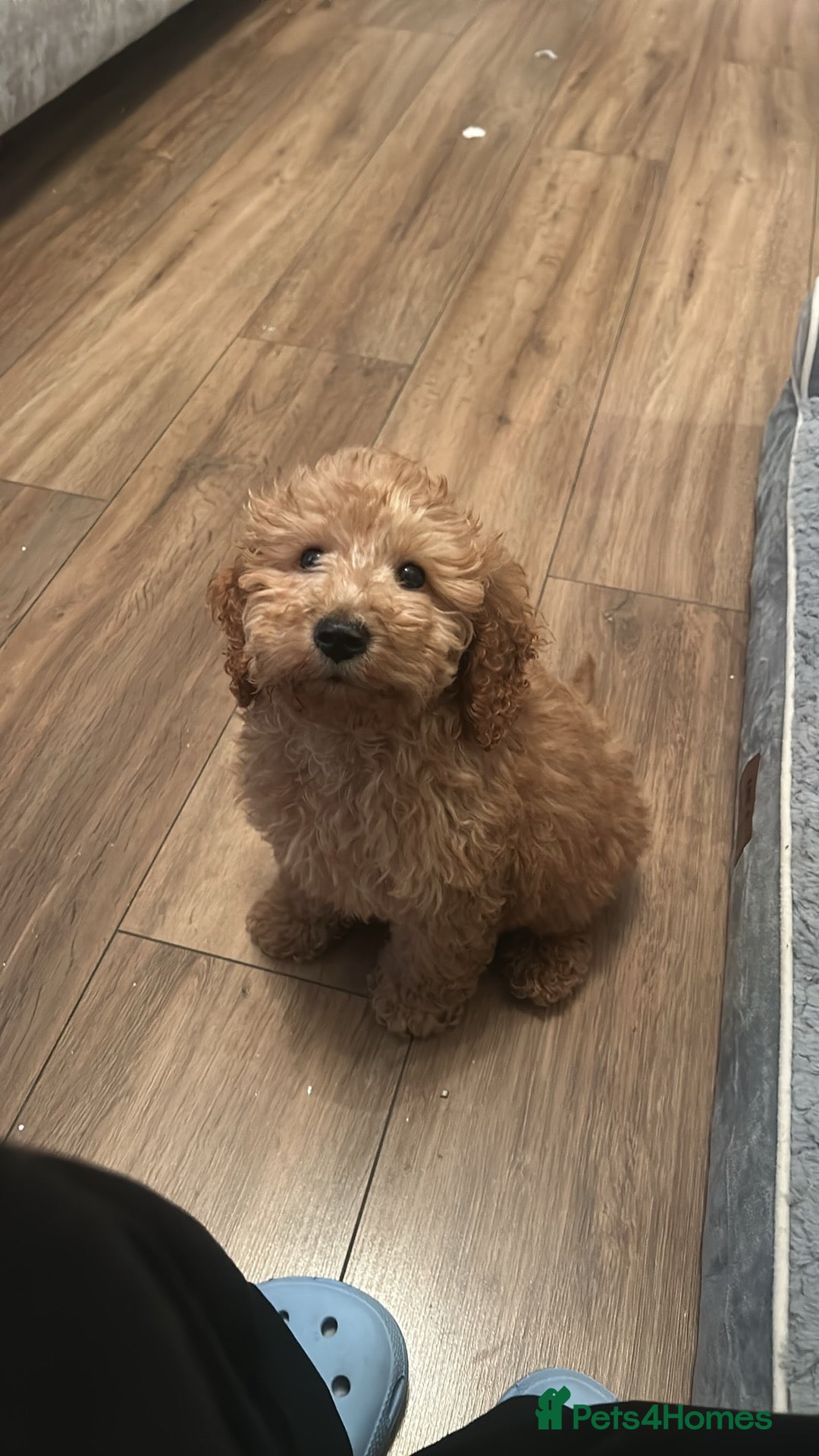 Cockapoo dogs Cockapoo puppy  - Advert 1