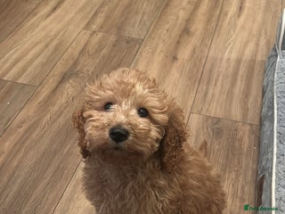 Cockapoo dogs Cockapoo puppy - Advert 1