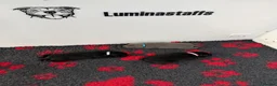 Staffordshire Bull Terrier dogs for sale: Luminastaffs & VaderBluStaf Last Pup Available - Advert 5
