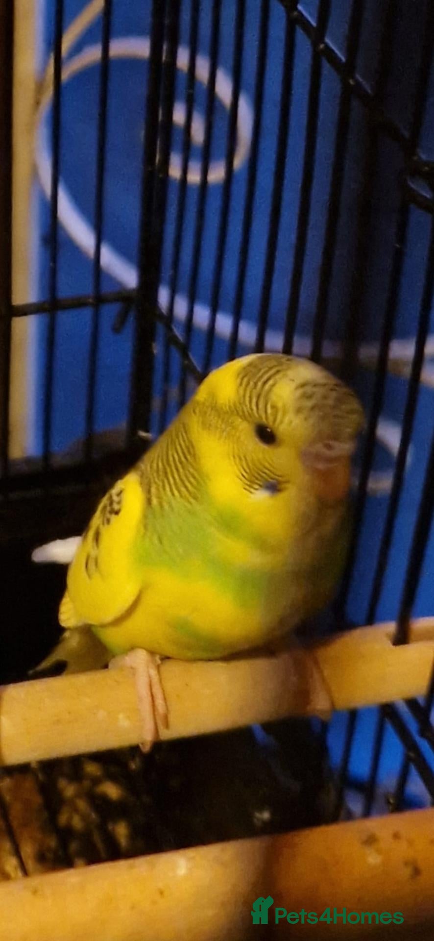 Budgerigars birds Baby budgies 2026 - Advert 17