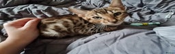 Bengal cats for sale: Beautiful Bengal Boy - Advert 2