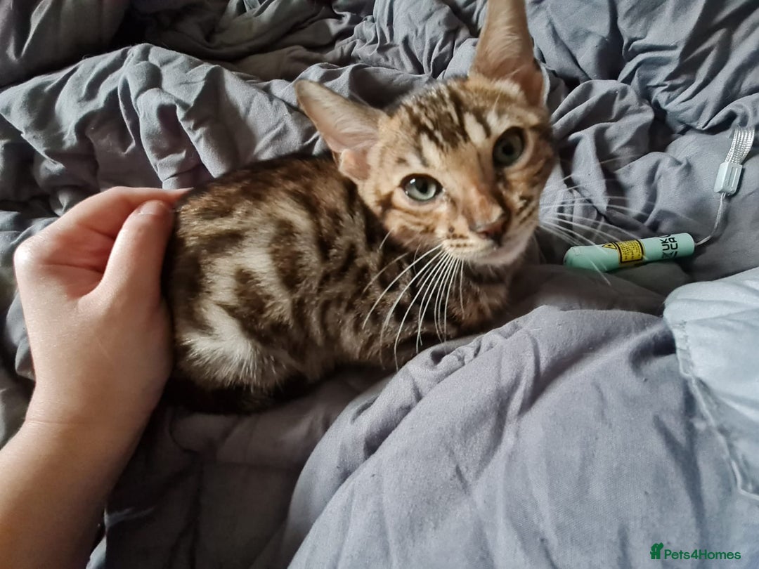 Bengal cats for sale: Beautiful Bengal Boy - Advert 2