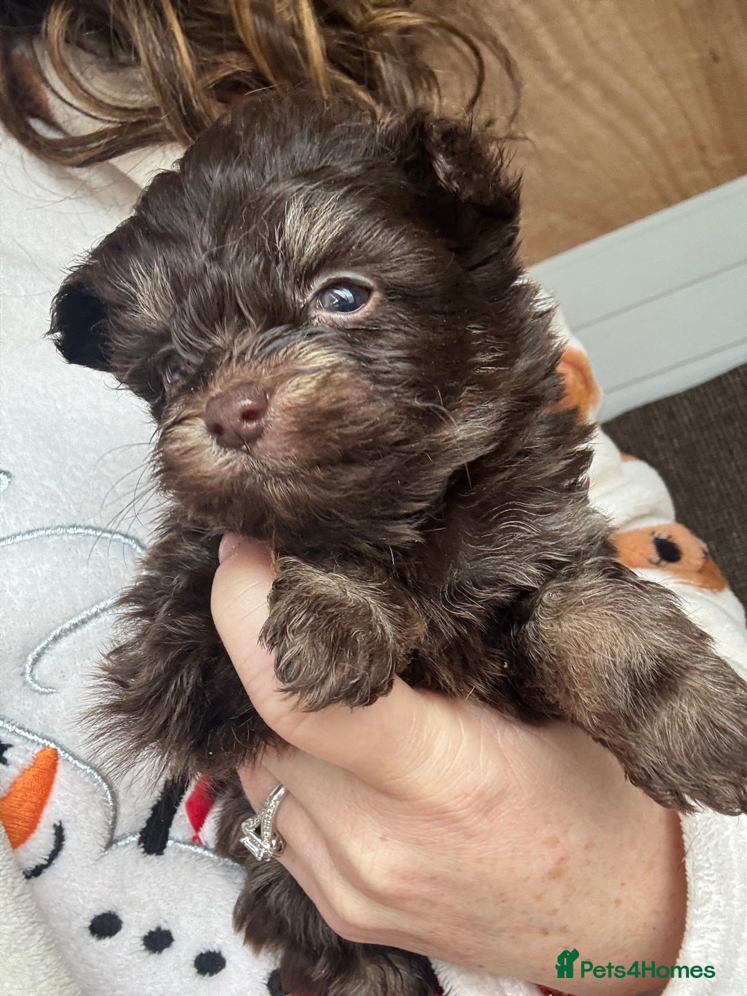 Pomapoo dogs for sale: Beautiful fluffy F1 pomapoo’s - Advert 3