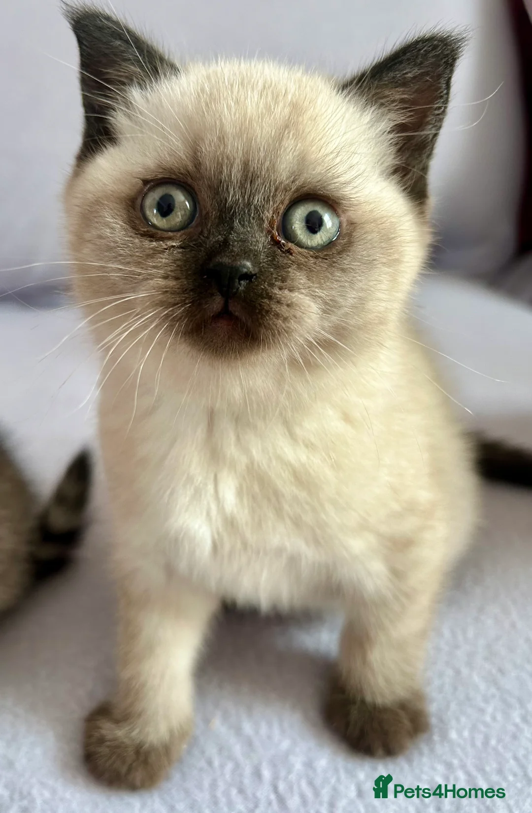 British Shorthair cats for sale: Blue Colorpoint British Shorthair  - Advert 3