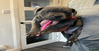 Staffordshire Bull Terrier dogs - Advert 11