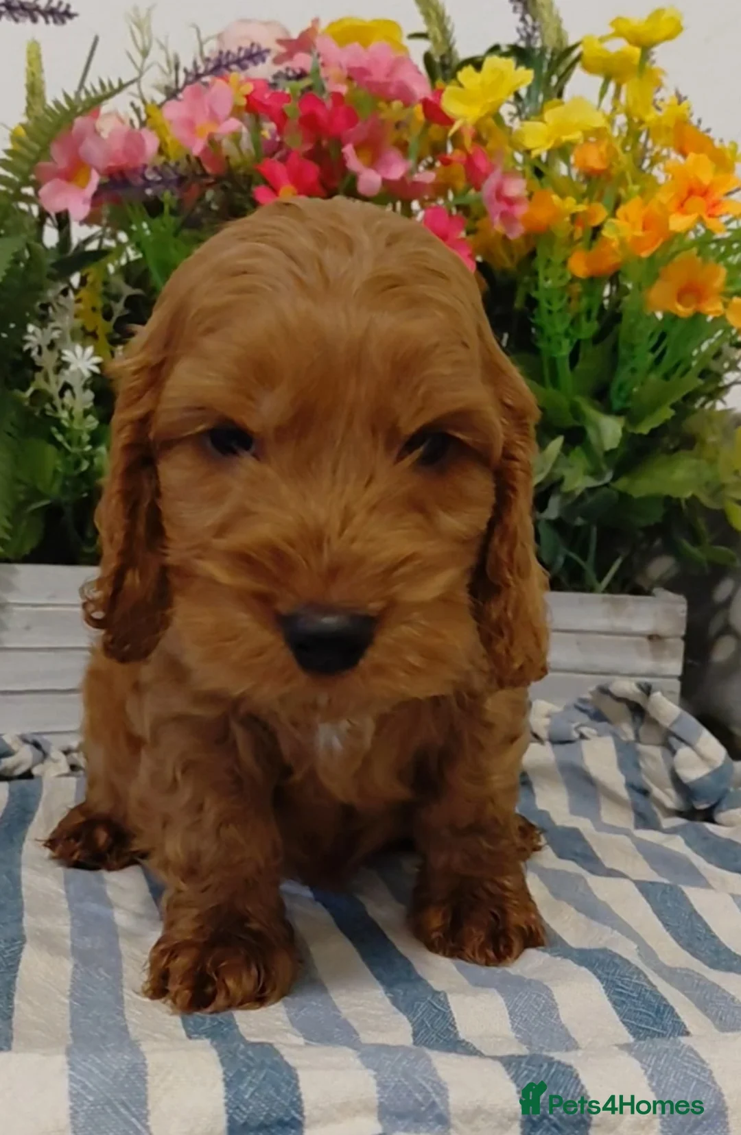 Cockapoo dogs for sale: Stunning Fox Red Cockapoo  - Advert 15