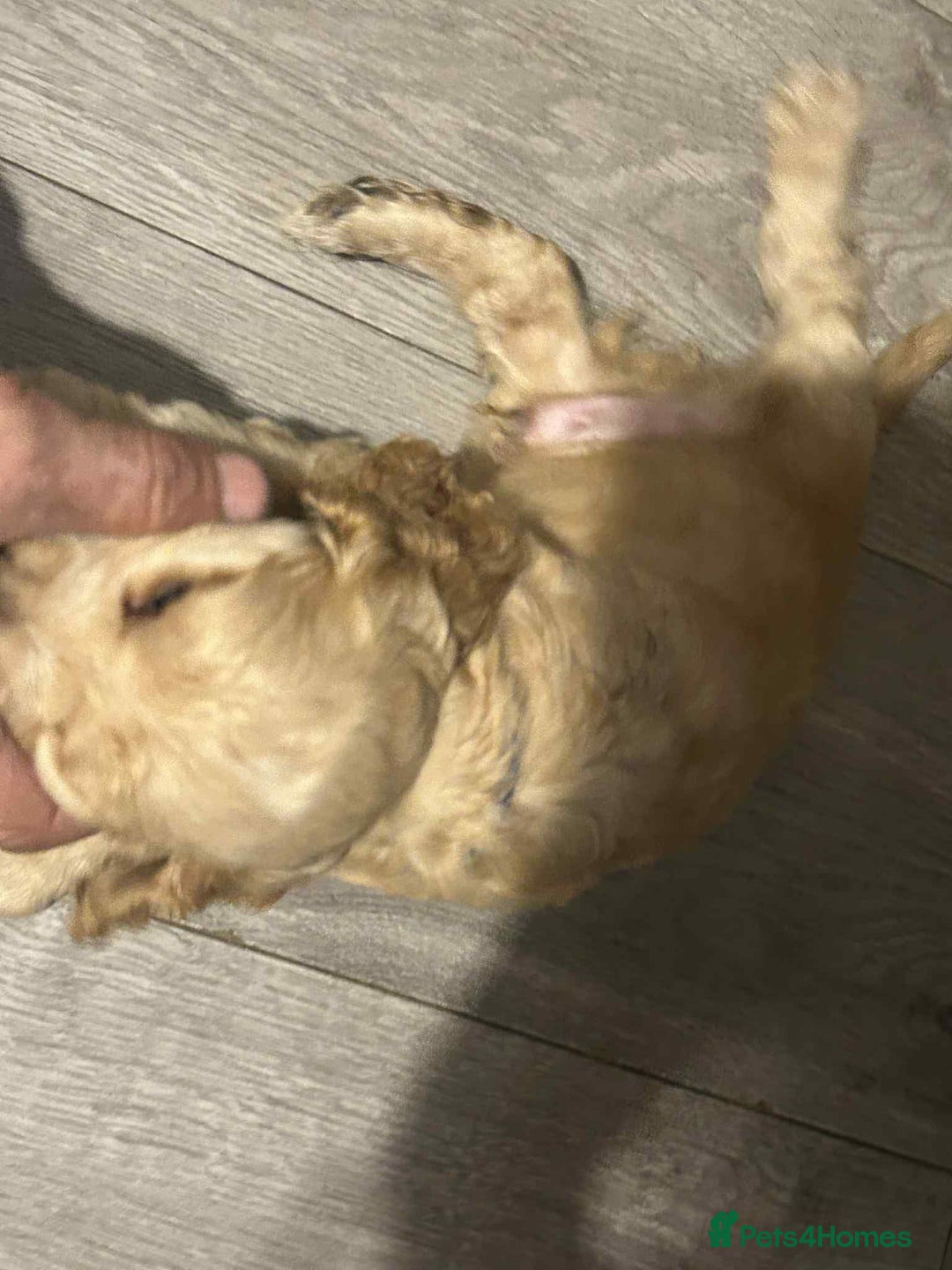 Cockapoo dogs for sale: 5 beautiful cockapoo's - Image 26
