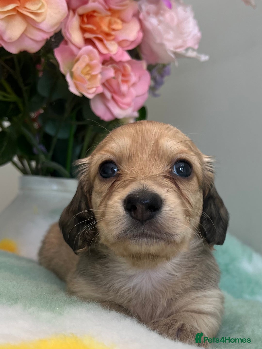 Miniature Dachshund dogs for sale: Miniature long hair dachshund  - Image 10