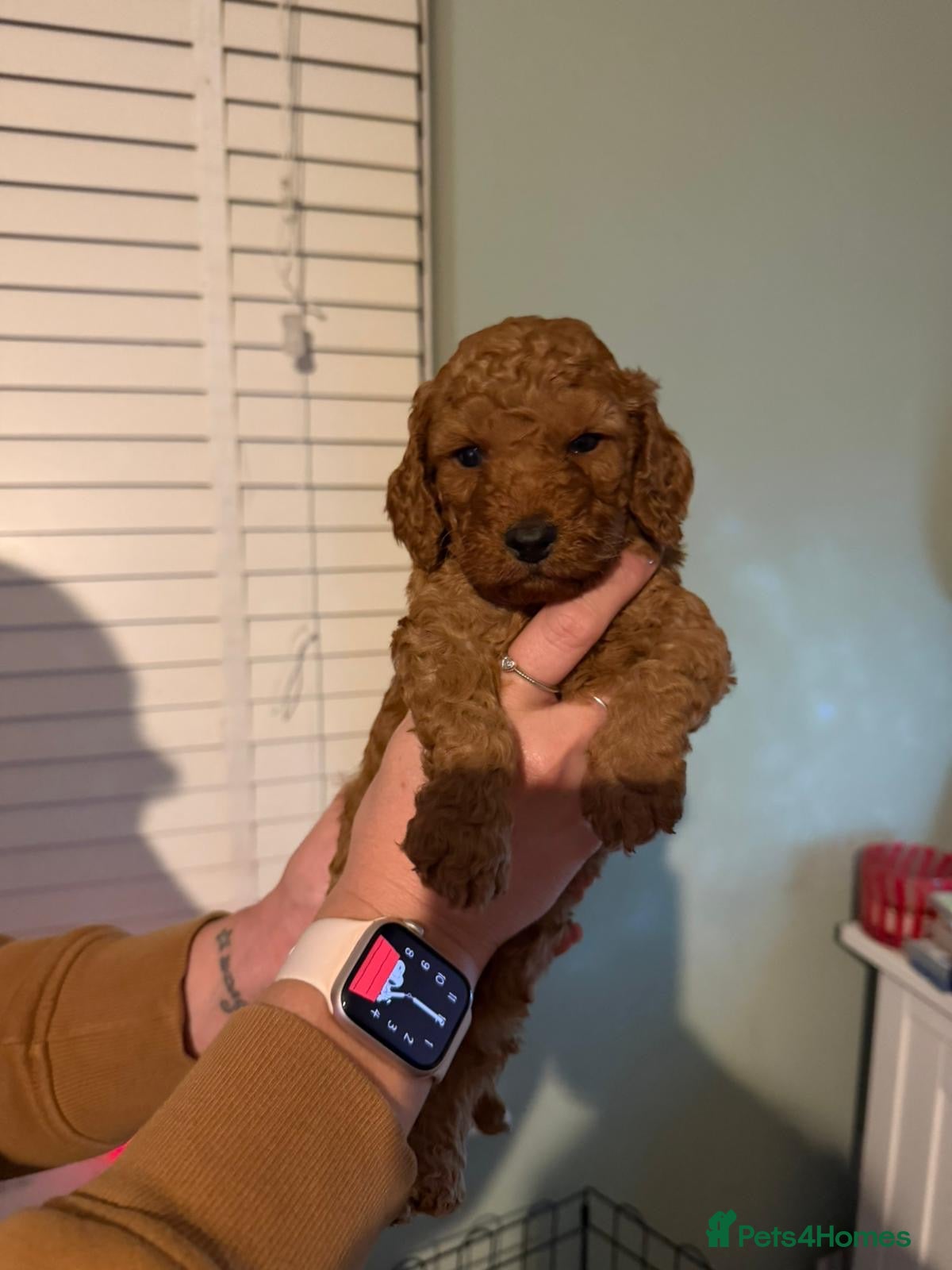 Cockapoo dogs 6 gorgeous Cockapoo puppies for sale  - Advert 18